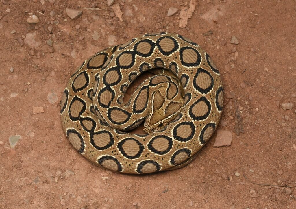 Wildlife Rescue / Snake Catcher Jaipur Rajasthan
